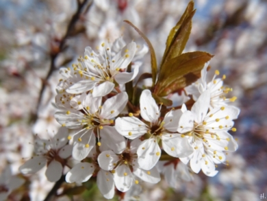 2021-04-25 LüchowSss Garten Purpurschlehe (Prunus spinosa ‚Purpurea‘)