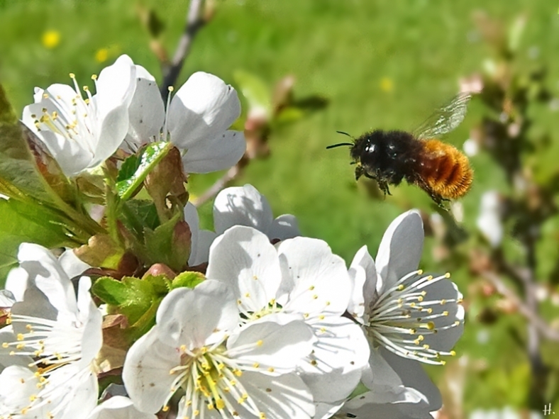 2021-04-27 LüchowSss Garten Felsenkirsche (Prunus mahaleb) + vermutl. Gehörnte Mauerbiene (Osmia cornuta) oder Rostrote Mauerbiene (Osmia bicornis)