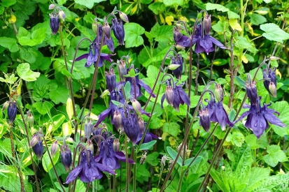 2021-05-26 LüchowSss Garten violette Akelei (Aquilegia) (2)
