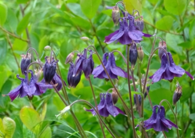 2021-05-26 LüchowSss Garten violette Akelei (Aquilegia) (3)