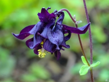 2021-05-26 LüchowSss Garten violette Akelei (Aquilegia) (4)