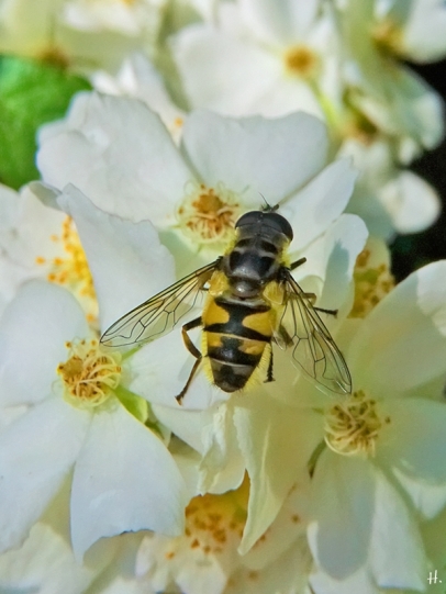 2021-06-18 LüchowSss Garten Büschelrose (Rosa multiflora) + Totenkopf-Schwebfliege (Myathropa florea)