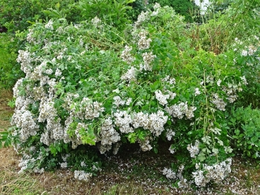 2021-06-21 LüchowSss Garten Büschelrose (Rosa multiflora) nach Gewitterregen (1)