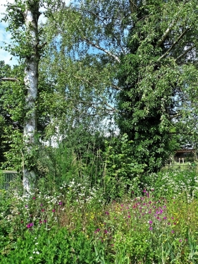 2021-07-05 LüchowSss Garten unter den Birken