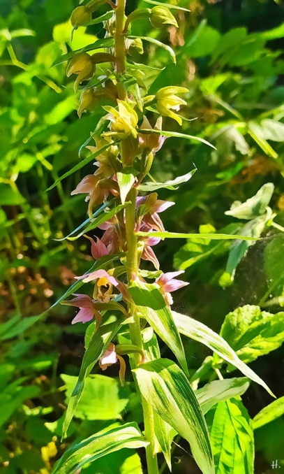 2021-07-24 b. LüchowSss Feldmark Orchidee Breitblättrige Stendelwurz(Epipactis helleborine) (2)