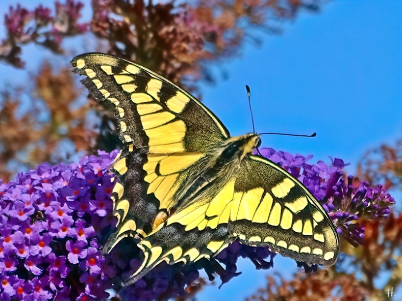 2021-08-15 LüchowSss Garten Schwalbenschwanz (Papilio machaon) + Schmetterlingsflieder (Buddleja davidii)