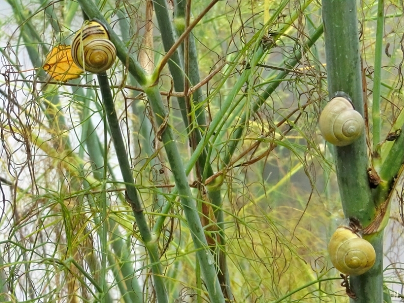 2021-09-18 LüchowSss Garten Fenchel + 3 Hain- bzw. Schwarzmündige Bänderschnecken (Cepaea nemoralis) bzw. Hain-Schnirkelschnecken