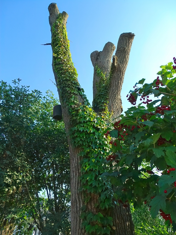 2021-09-26 LüchowSss Garten Eichen-Torso + Jungfernrebe (Parthenocissus tricuspidata ‚Veitchii‘)