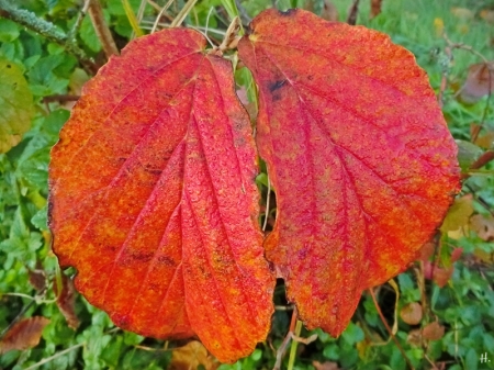 2021-10-24 LüchowSss Garten morgens rote Zaubernuss (Hamamelis x intermedia)-Blätter