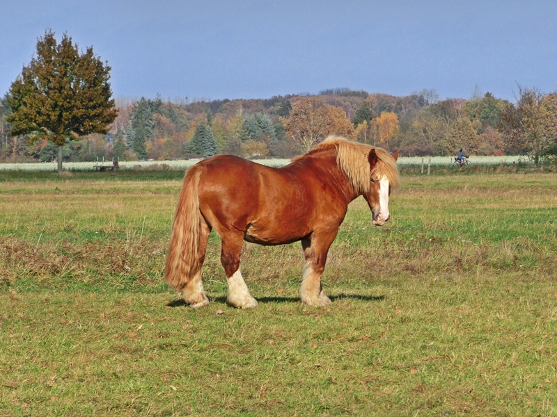 2021-11-09 b.Lüchow-Jeetzel Kaltblut-Pferd braun (1)