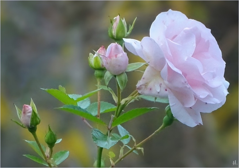 2021-11-28 LüchowSss Garten Tantau-Rose 'Aspirin'
