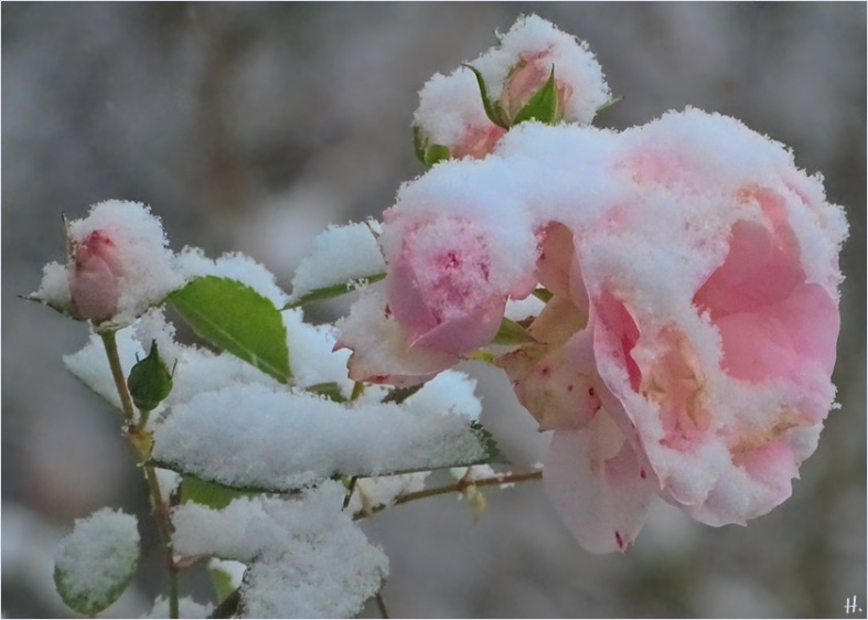 2021-12-09 LüchowSss Garten Rose 'Aspirin' m. Schnee
