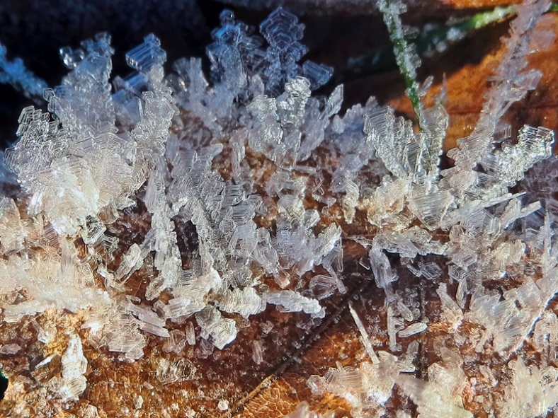2021-12-26 LüchowSss Reifkristalle auf Eichenblättern