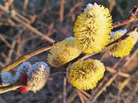 2022-03-08 b. LüchowSss 7h22 blühende, aber gefrorene Sal-Weidenkätzchen (Salix caprea)