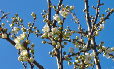 2022-03-24 LüchowSss Garten blühende Kirschpflaume (Prunus cerasifera) (2)