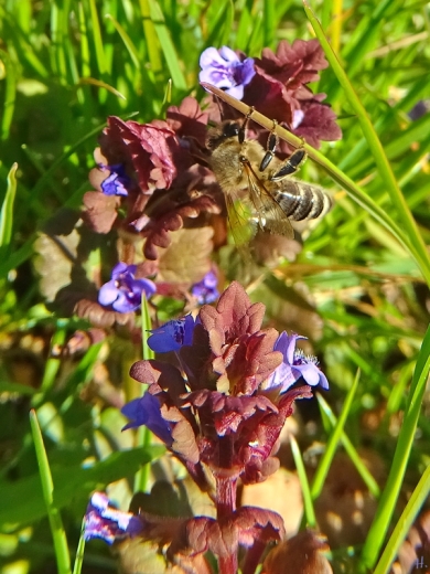 2022-04-19 LüchowSss Garten Gundelrebe (Glechoma hederacea) + Honigbiene (Apis mellifera)