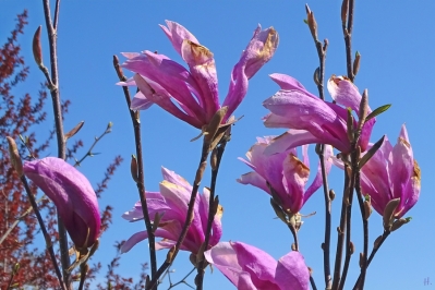 2022-04-19 LüchowSss Garten Purpur-Magnolie (Magnolia liliflora)