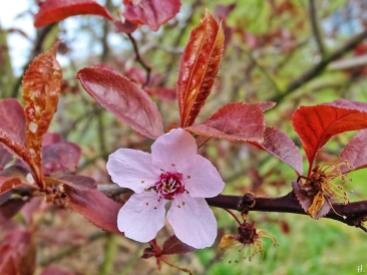 2022-04-22 LüchowSss Garten Blutpflaume (Prunus cerasifera 'Nigra') m. Blüte (2)