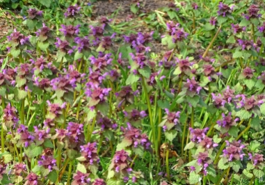 2022-04-22 LüchowSss Garten Purpurrote Taubnesseln (Lamium purpureum)