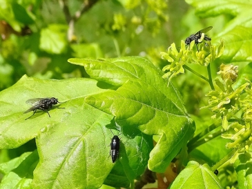 2022-05-05 LüchowSss Garten Feldahorn (Acer campestre) + div. Insekten (4A)
