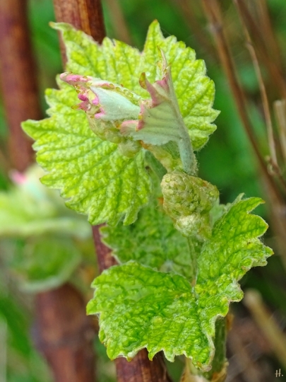 2022-05-11 LüchowSss Garten Wein mit Blättern und Blütenknospen (Vitis vinifera) (2)