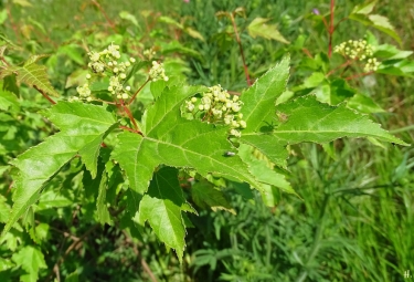2022-05-14 LüchowSss Garten Feuerahorn (Acer ginnnala) + Kürbisspinne (Araniella cucurbitina) + kl. Insekt (1)