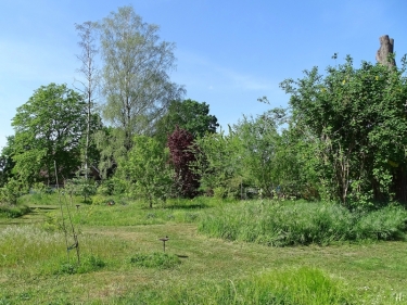 2022-05-14 LüchowSss Garten westl. Wieseninseln + Birken (1)