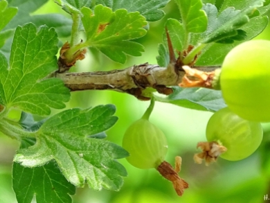2022-05-19 LüchowSss Garten mittags Stachelbeeren (Ribes uva-crispa)