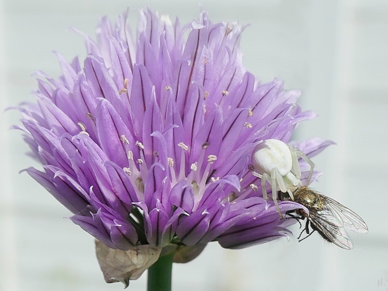 2022-05-31 LüchowSss Garten Schnittlauch-(Allium schoenoprasum)-blüte + Veränderliche Krabbenspinne (Misumena vatia) + Fliege