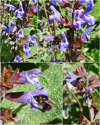 2022-06-04 LüchowSss Garten Gewürz-Salbei (Salvia officinalis) + alte Dunkle Erdhummel (Bombus terrestris) (1x4)
