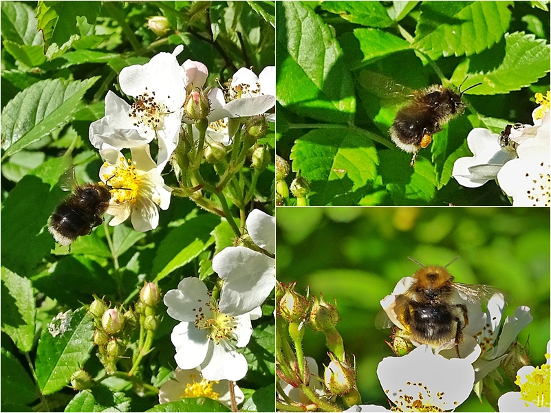 2022-06-05 Lüchow Garten Vielblütige Rose (Rosa multiflora) + Baumhummel (Bombus hypnorum) (1x3)