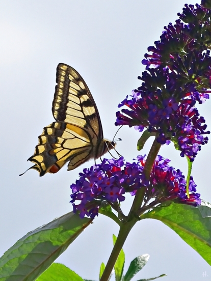 2022-07-23 LüchowSss Garten Schwalbenschwanz (Papilio machaon) + Schmetterlingsflieder (Buddleja) (3)