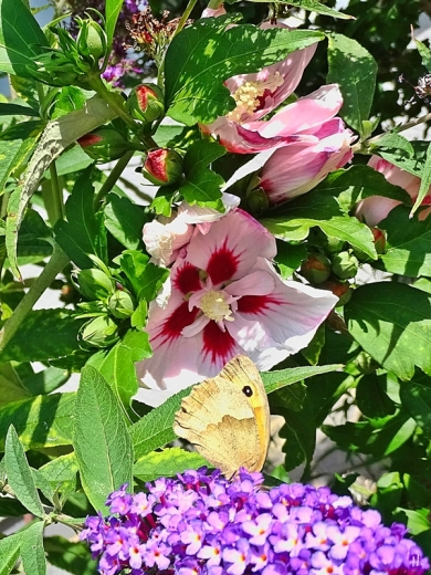 2022-07-24 LüchowSss Garten Gr. Ochsenauge (Maniola jurtina) + Schmetterlingsflieder (Budddleja) + Garteneibisch (Hibiscus syriacus)