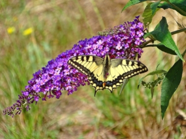 2022-07-24 LüchowSss Garten Schwalbenschwanz (Papilio machaon) + Schmetterlingsflieder (Buddleja) (1)
