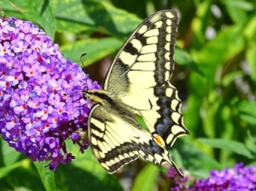 2022-07-24 LüchowSss Garten Schwalbenschwanz (Papilio machaon) + Schmetterlingsflieder (Buddleja) (2)