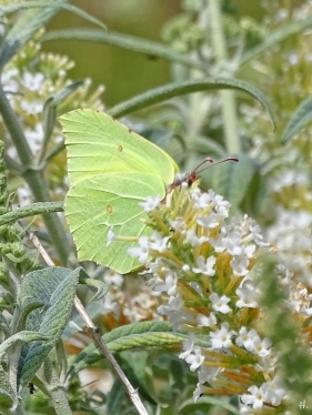 2022-07-24 LüchowSss Garten Zitronenfalter (Gonepteryx rhamni) + w. Schmetterlingsflieder (Buddleja) (1a)
