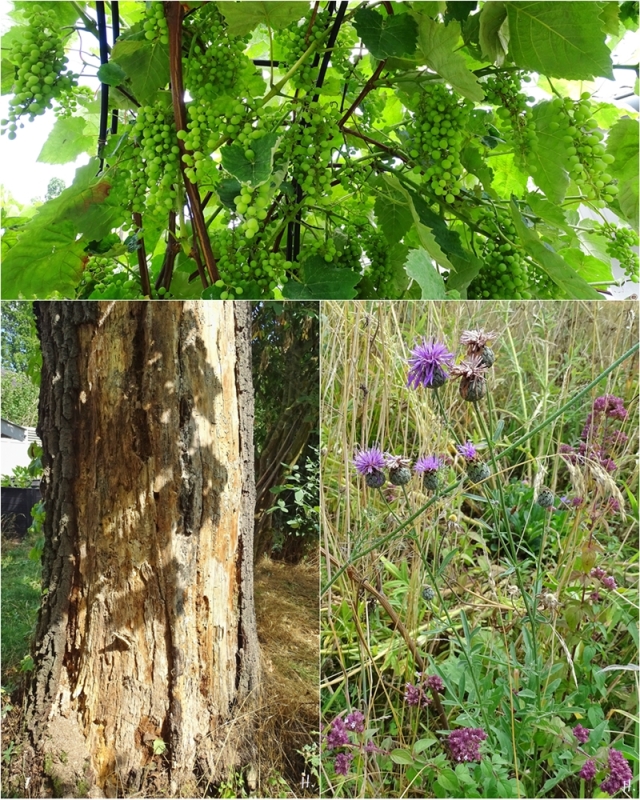 2022-07-31 LüchowSss Garten Weintrauben (Vitis vinifera subsp. vinifera 'Vanessa') + abgestorbene Eiche + ungarische Skabiosen-Flockenblume (Centaurea scabiosa) (1x3)