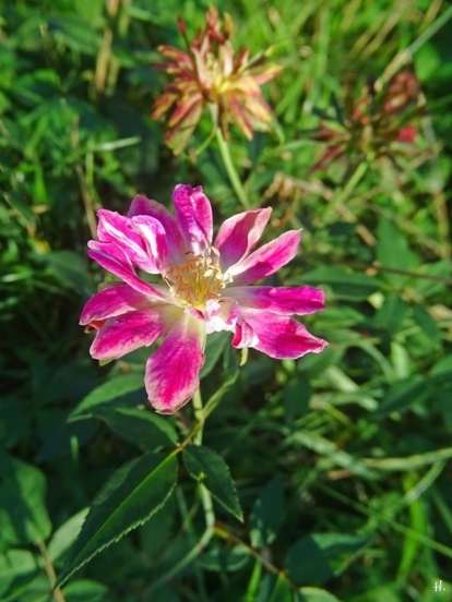 2022-08-29 LüchowSss Garten Grüne Rose 'Viridiflora', grün + m. rosa Blüte (2)