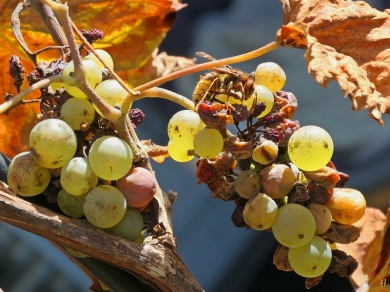 2022-10-09 LüchowSss Garten Hornisse (Vespa crabro) + Weintrauben (Vitis vinifera susp. vinifera)